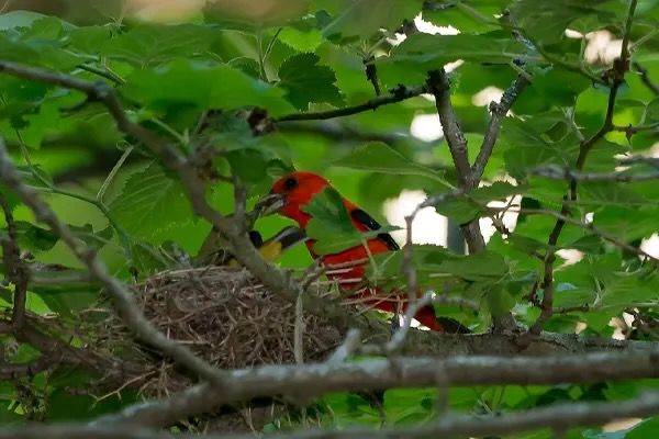 Image from https://forestry.com/animals/birds/scarlet-tanager/ and used with permission from Matt Longley of Forestry.com